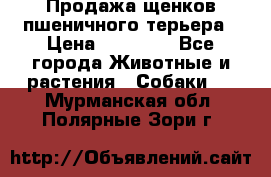 Продажа щенков пшеничного терьера › Цена ­ 30 000 - Все города Животные и растения » Собаки   . Мурманская обл.,Полярные Зори г.